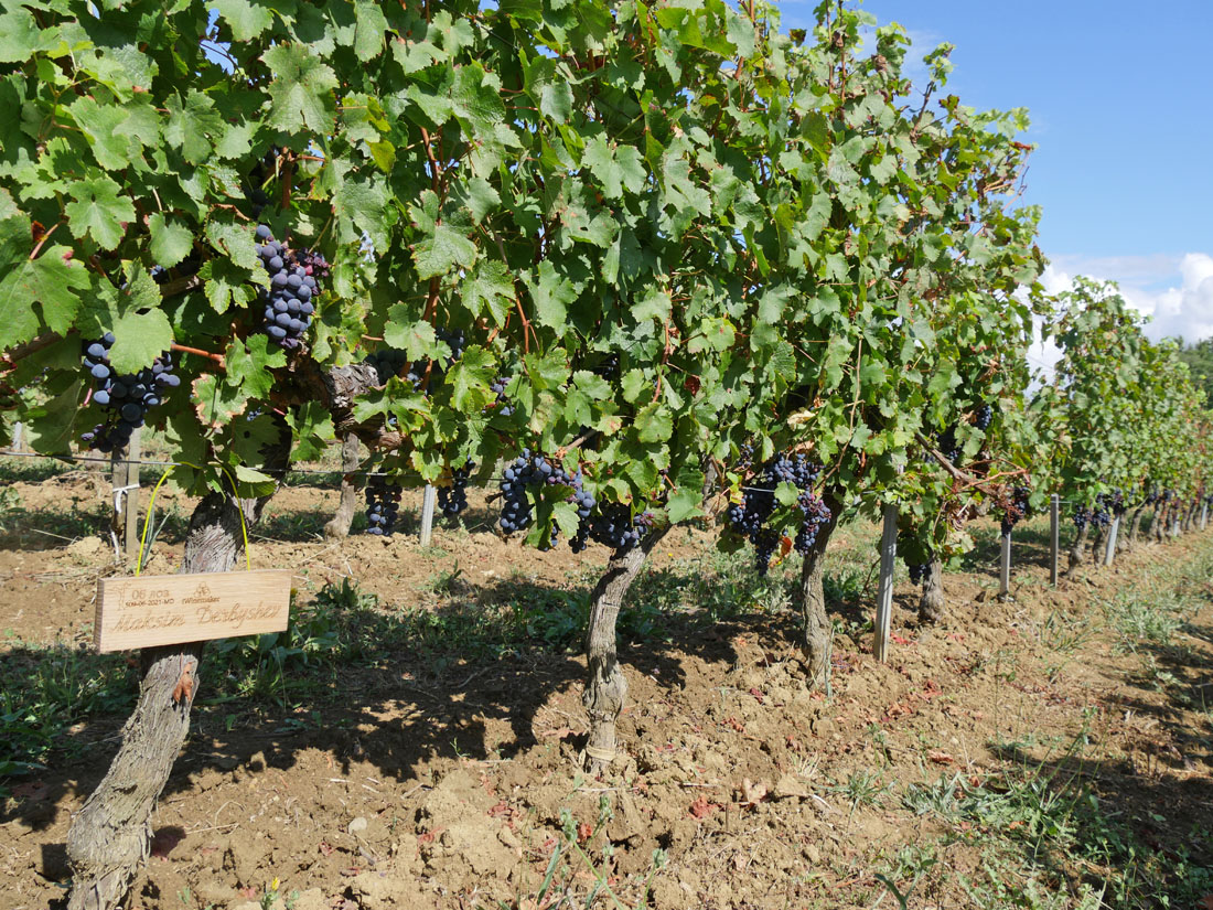 Виноградник на урожай